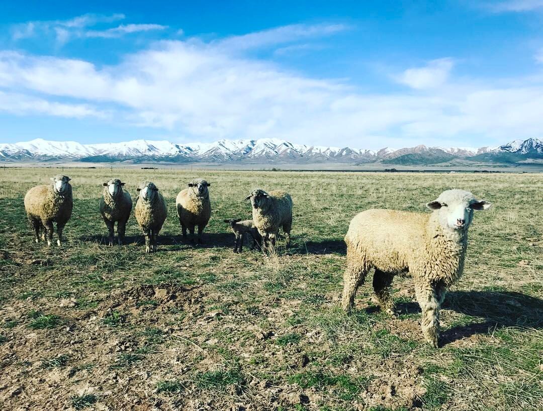 A group of six sheep grazing in a green pasture with snow-capped mountains in the background under a blue sky. One sheep stands in the foreground, while a lamb is visible among the adults. The scene captures a tranquil rural landscape.
