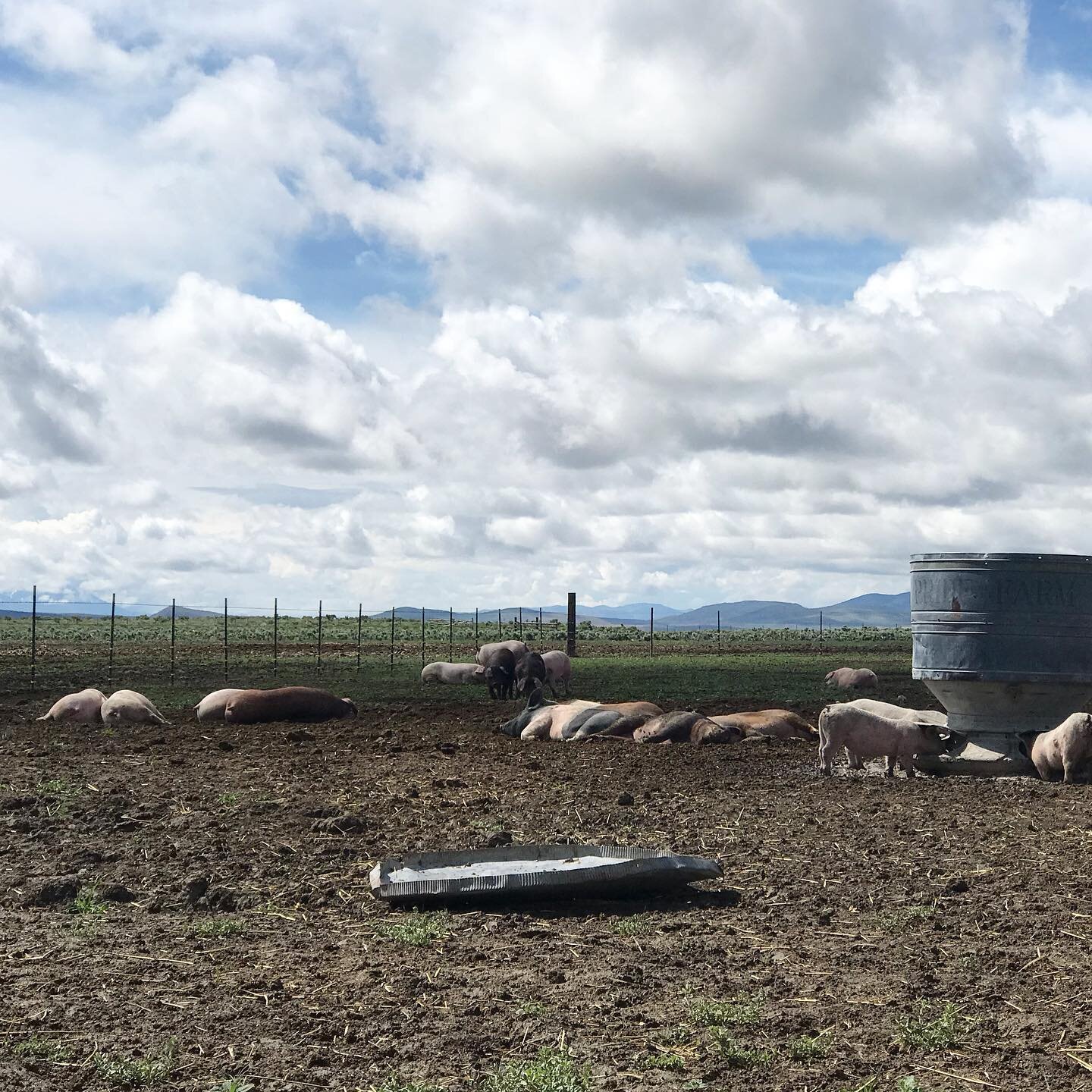 Pigs resting and feeding on a farm under a cloudy sky, with mountains in the background and a water trough nearby.