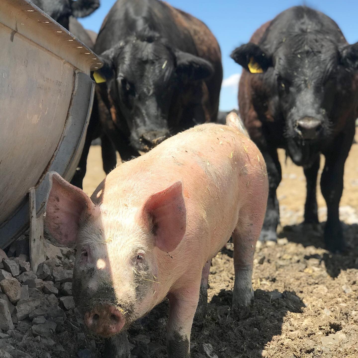 A close-up of a pink pig standing in a muddy farmyard, with black cattle in the background. The scene showcases a typical rural setting, highlighting livestock farming and animal husbandry practices.