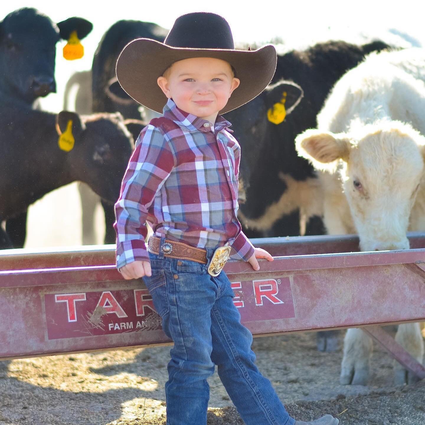 Young boy in a cowboy hat and plaid shirt poses confidently in front of a feeding trough, surrounded by black and white cows on a farm, showcasing rural life and agriculture.