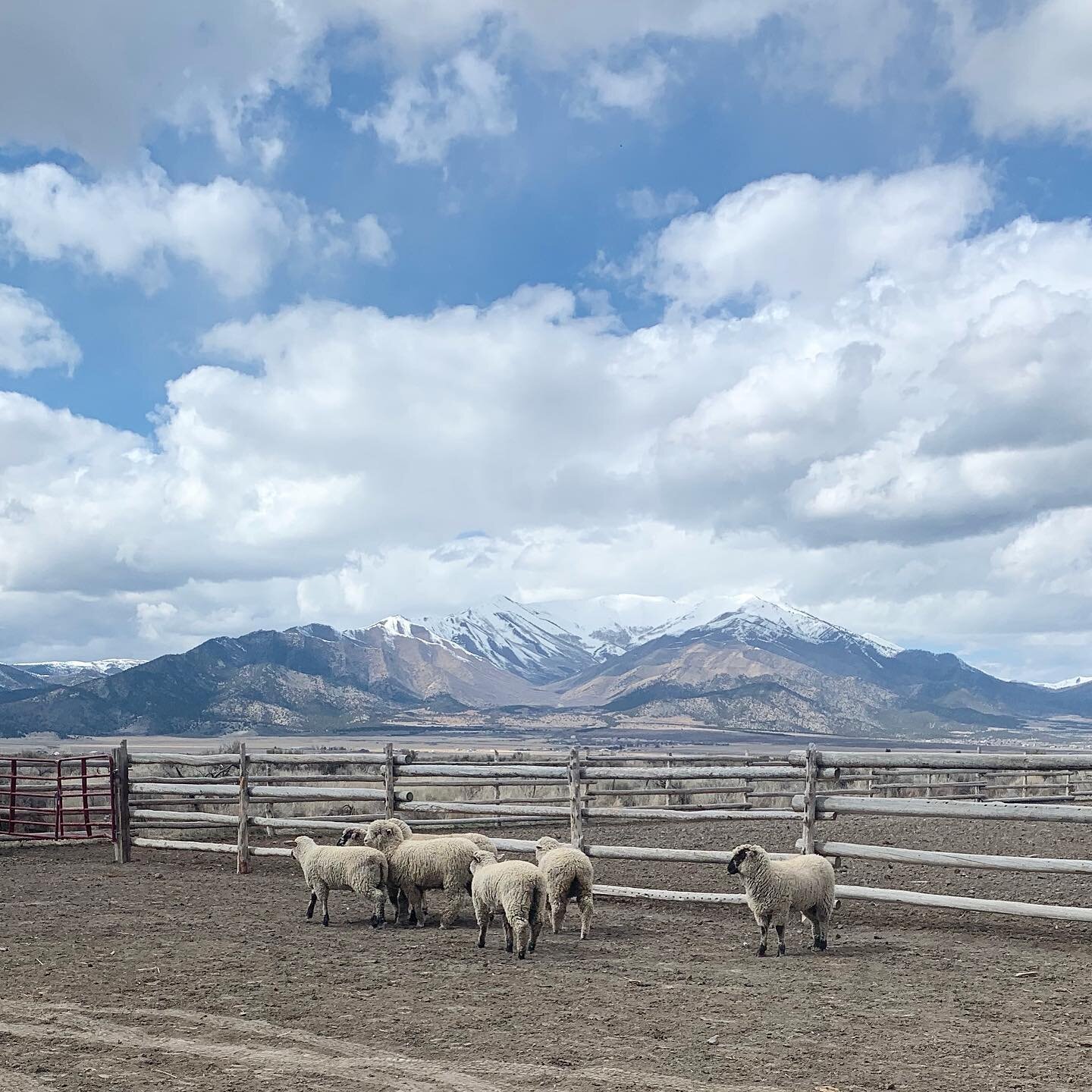 A group of sheep grazing in a fenced pasture with snow-capped mountains and a partly cloudy sky in the background, showcasing rural scenery and livestock farming.