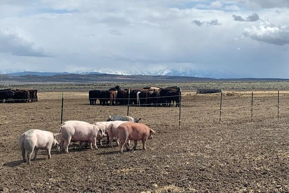 Pigs grazing in a dry pasture with cows in the background, set against a mountainous landscape under a cloudy sky.
