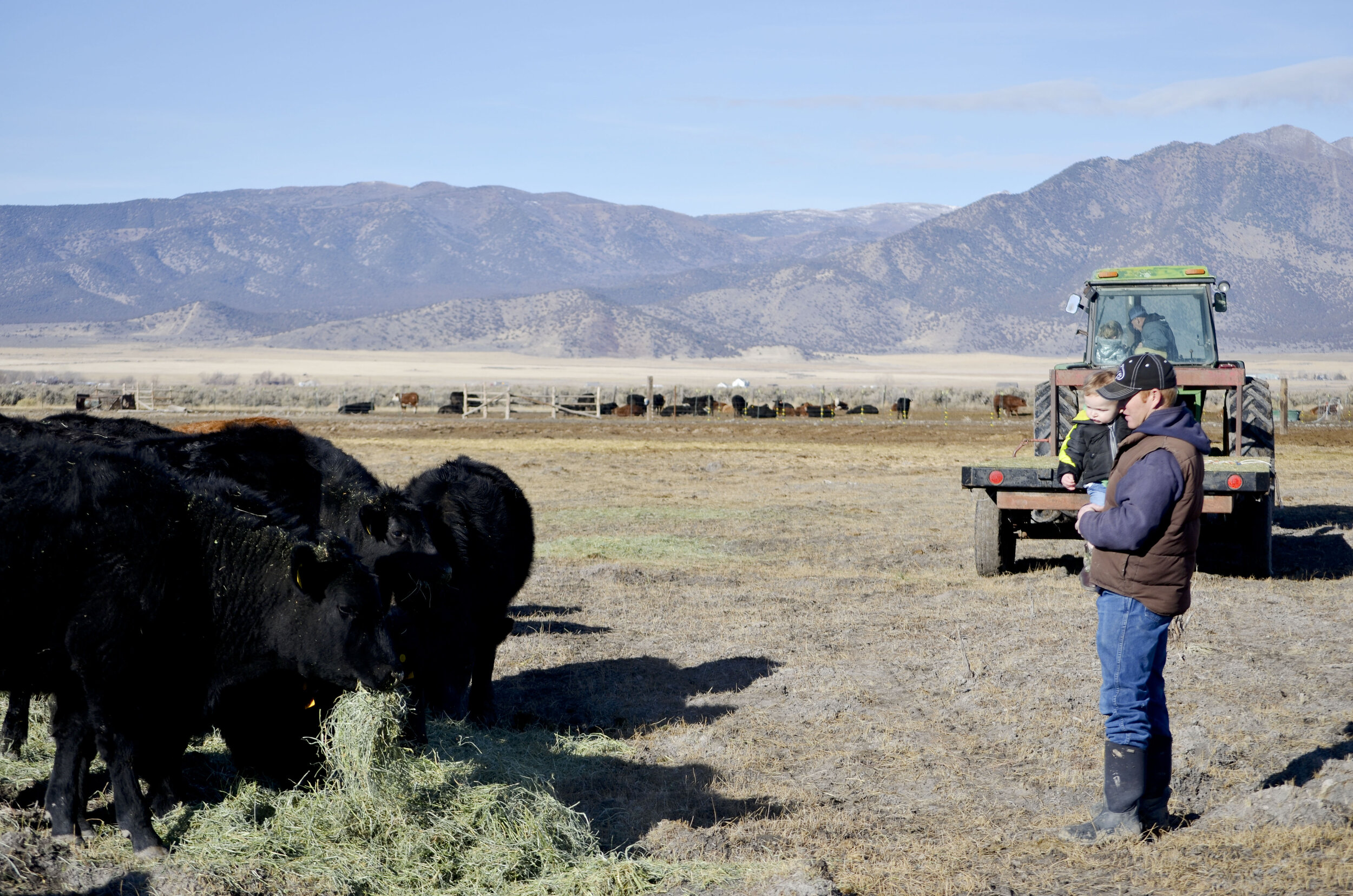 A farmer feeding black cattle in a pasture with mountains in the background, holding a young child while a tractor is parked nearby.