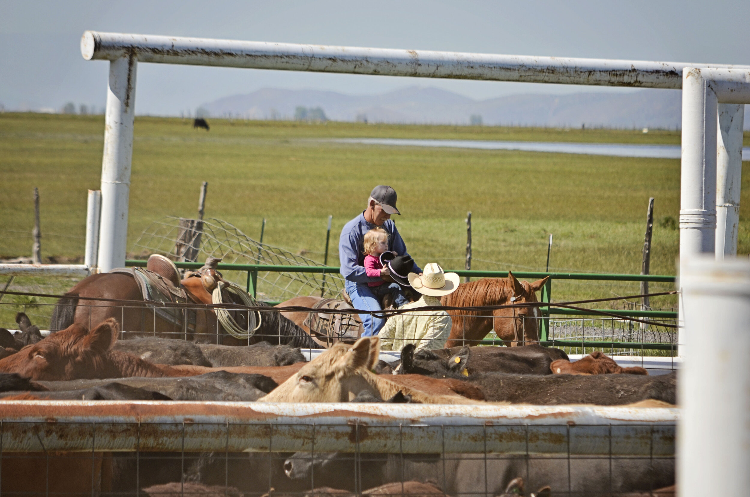 A cowboy riding a horse with a young child, surrounded by cattle in a pasture, showcasing a family farming experience in a rural setting.