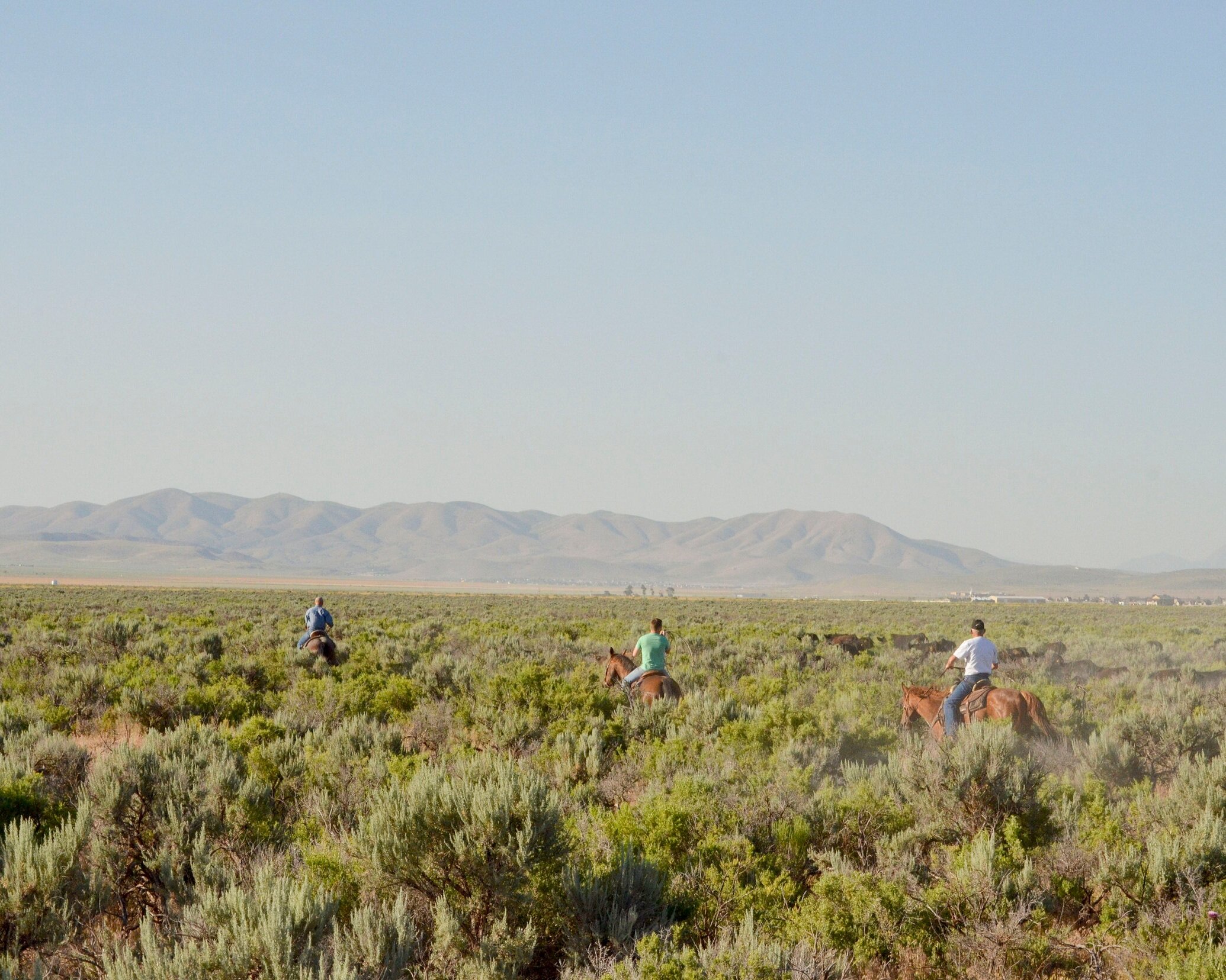 Christiansens+Family+Farm+Utah+-+fairfield+1 Cowboys horseback riding through a vast sagebrush landscape with mountains in the background, showcasing the beauty of rural western scenery.