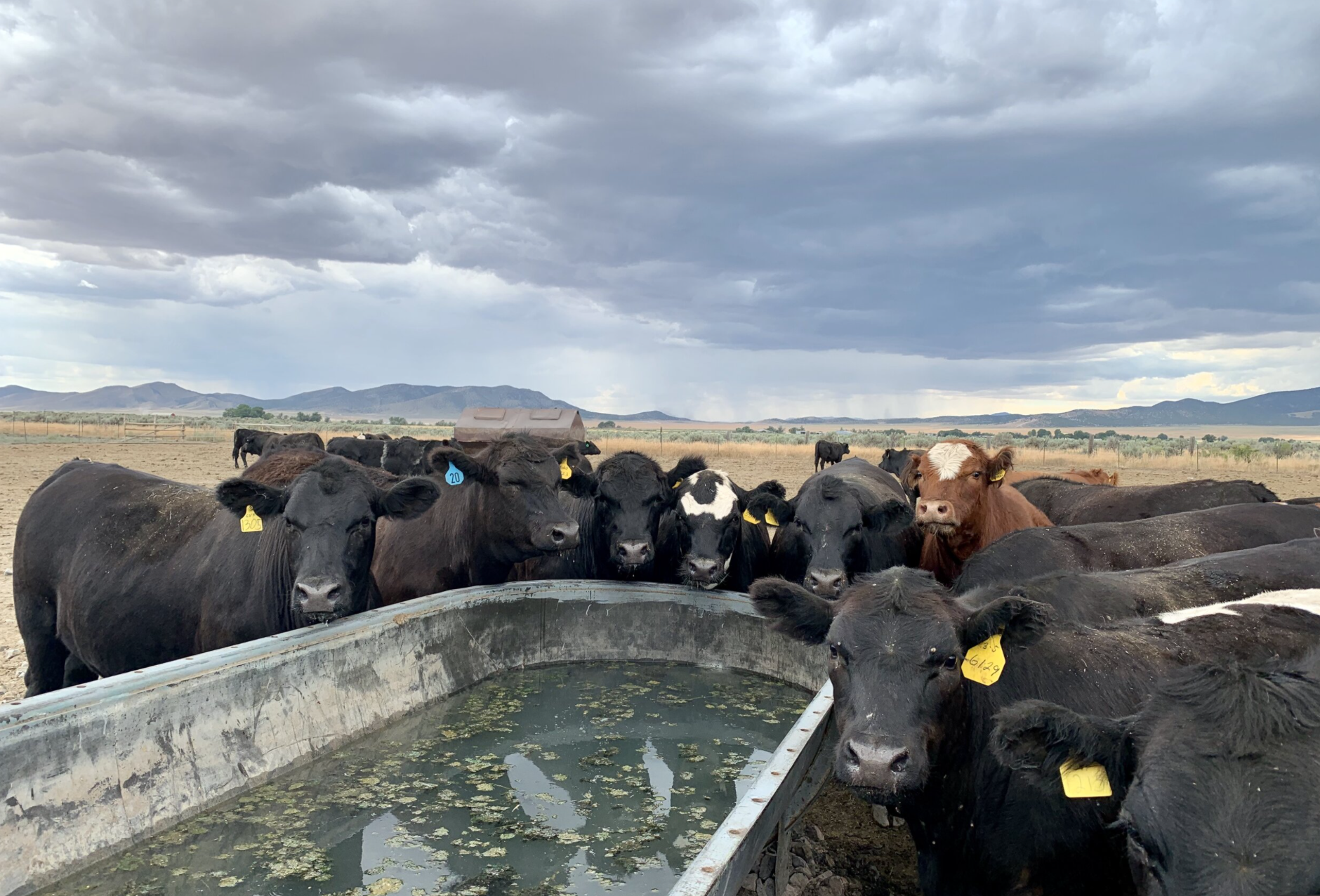 A group of cows gathered around a water trough on a farm, with a cloudy sky and mountains in the background, showcasing livestock management in agriculture.