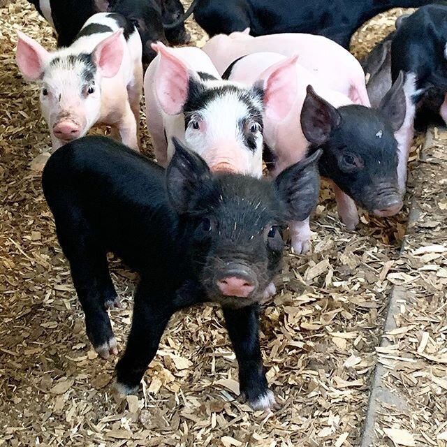 image-asset - 2026-07-17T142648.090 A group of adorable piglets, featuring a mix of black and pink piglets, standing on a bed of straw in a barn setting. The black piglet is in the foreground, looking curiously at the camera, while other piglets are clustered behind it.