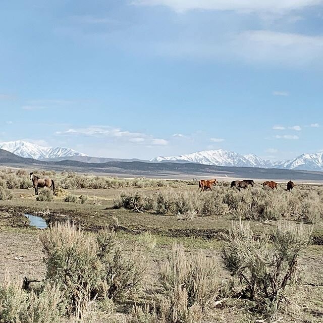 image-asset - 2026-07-17T142709.161 A scenic landscape featuring a group of horses grazing in a vast, open area with sagebrush, framed by snow-capped mountains under a clear blue sky.