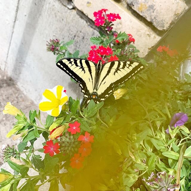 image-asset - 2026-07-17T145955.887 A yellow and black butterfly perched on vibrant flowers, including pink and yellow blooms, against a textured background. The image captures the beauty of nature and the delicate interaction between butterflies and flowering plants.